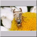 Urophora stylata - Bohrfliege 01 5mm.jpg